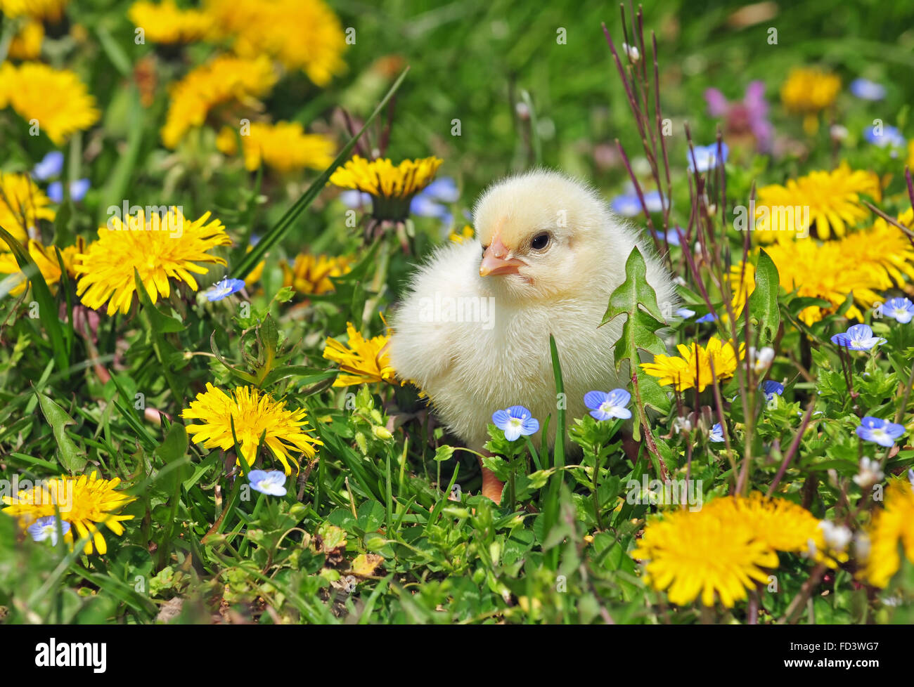 Pollo en una hierba joven Foto de stock