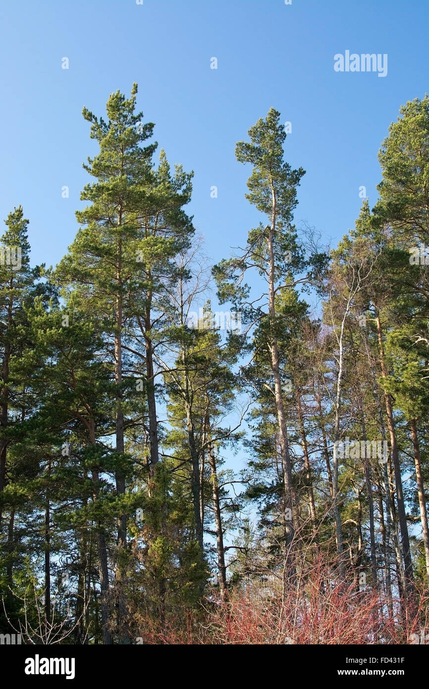 Bosques con árboles de abetos, pinos contra el cielo azul, Suecia en marzo. Foto de stock