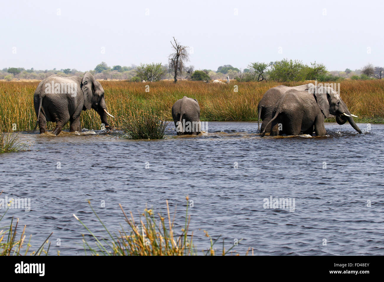 Bush africano elefantes son nuestros mayores que viven los animales