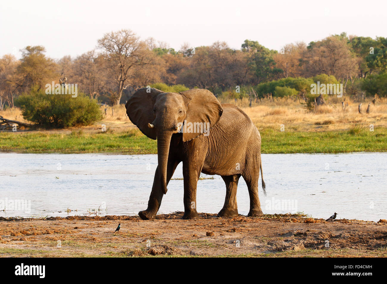 Bush africano elefantes son nuestros mayores que viven los animales
