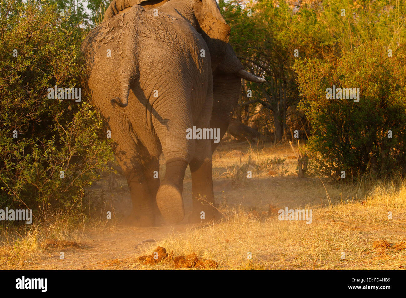 Bush africano elefantes son nuestros mayores que viven los animales