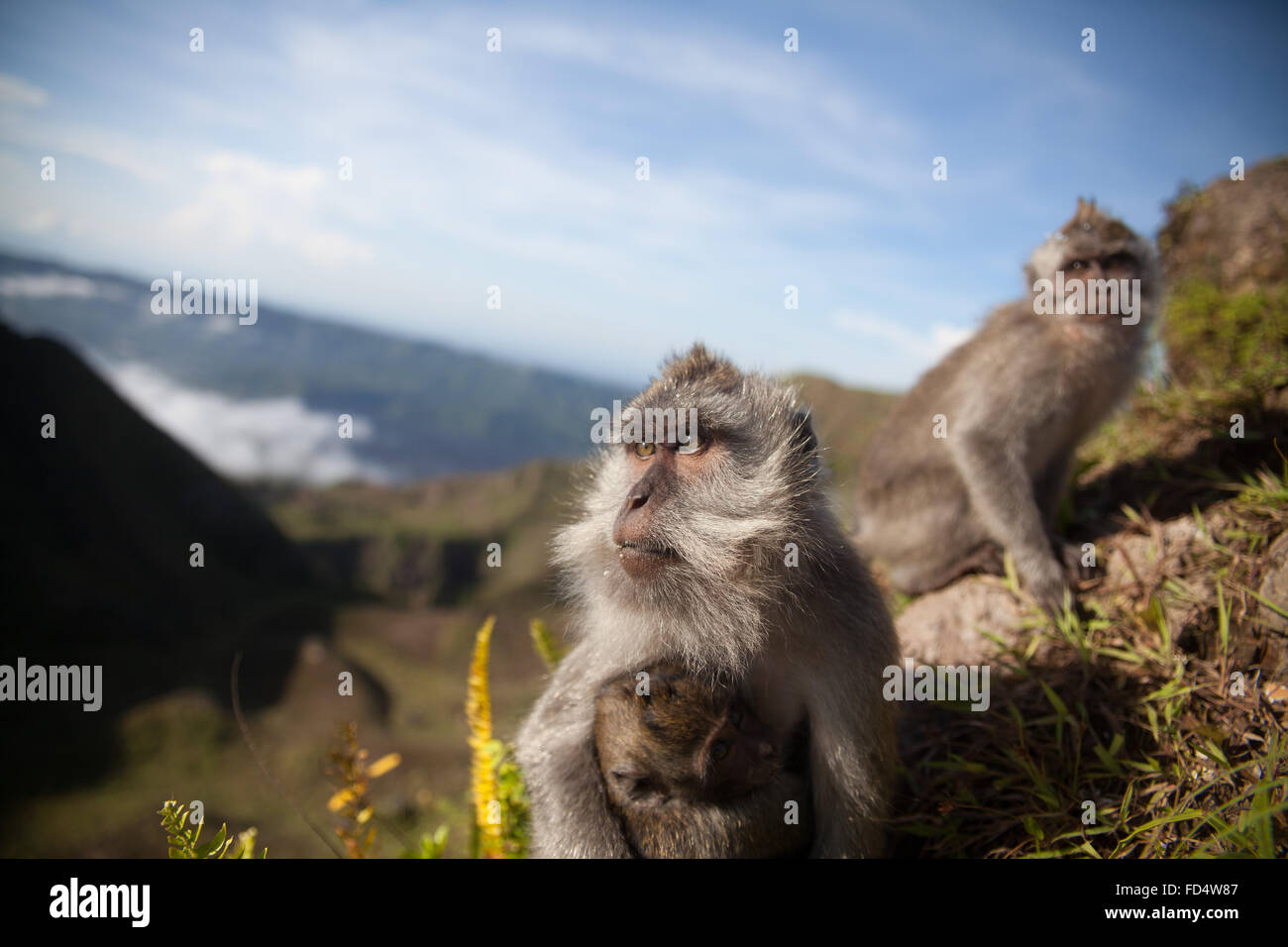 Primer plano de monos en la montaña contra el cielo Foto de stock