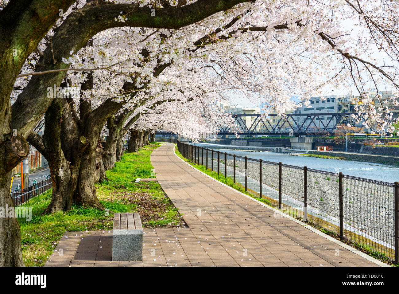 Los Cerezos en flor que florece en Kyoto, Japón. Foto de stock