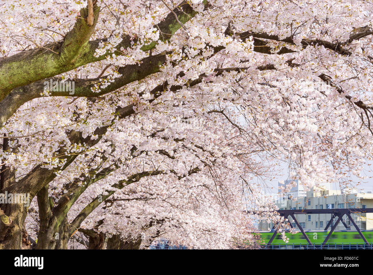 Los Cerezos en flor que florece en Kyoto, Japón. Foto de stock