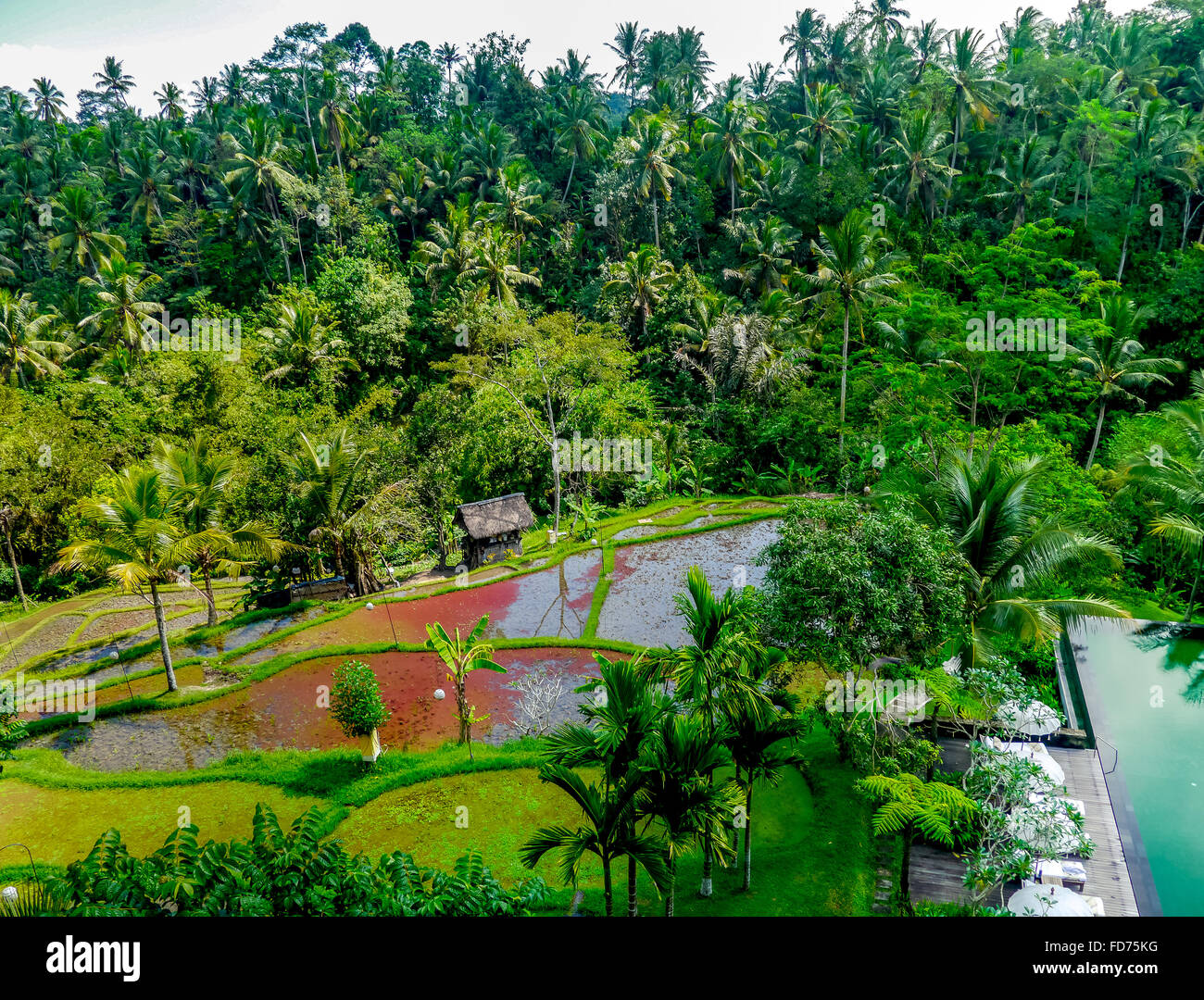 Complejo hotelero en un buen hotel de la ciudad de Ubud, palmeras, superficies de agua, Ubud, Bali, Indonesia, Asia Foto de stock