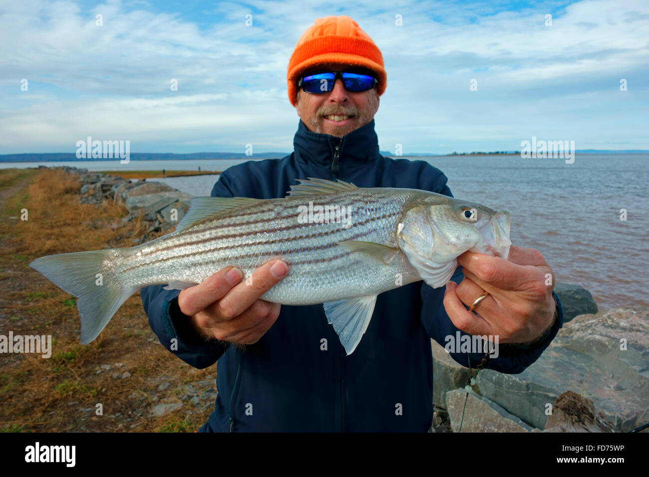 Un pescador sosteniendo un pez de lubina rayada (Morone saxatilis) desde las Minas de la cuenca de la Bahía de Fundy, Nova Scotia, Canadá Foto de stock