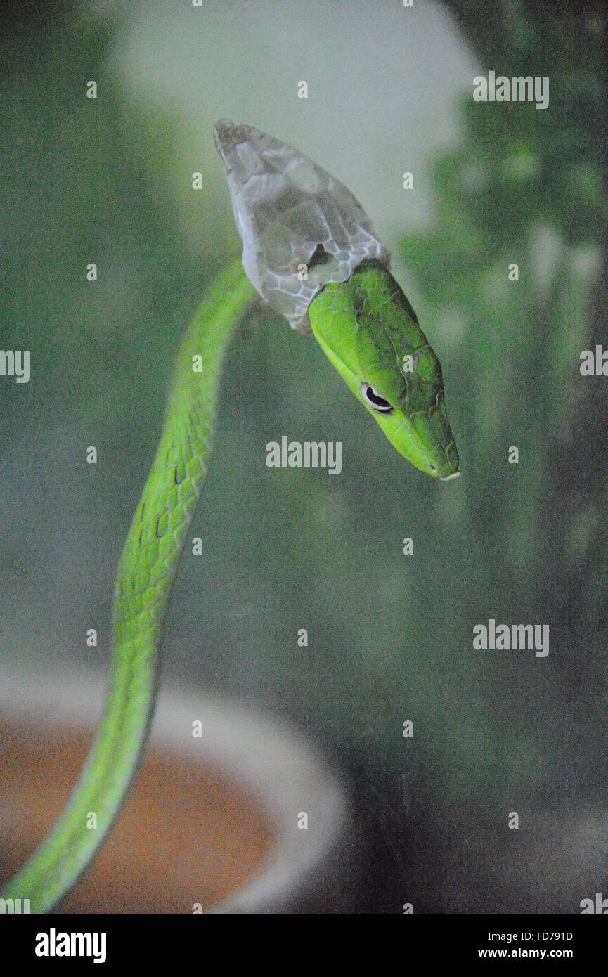 Primer plano de la serpiente muda de piel Foto de stock