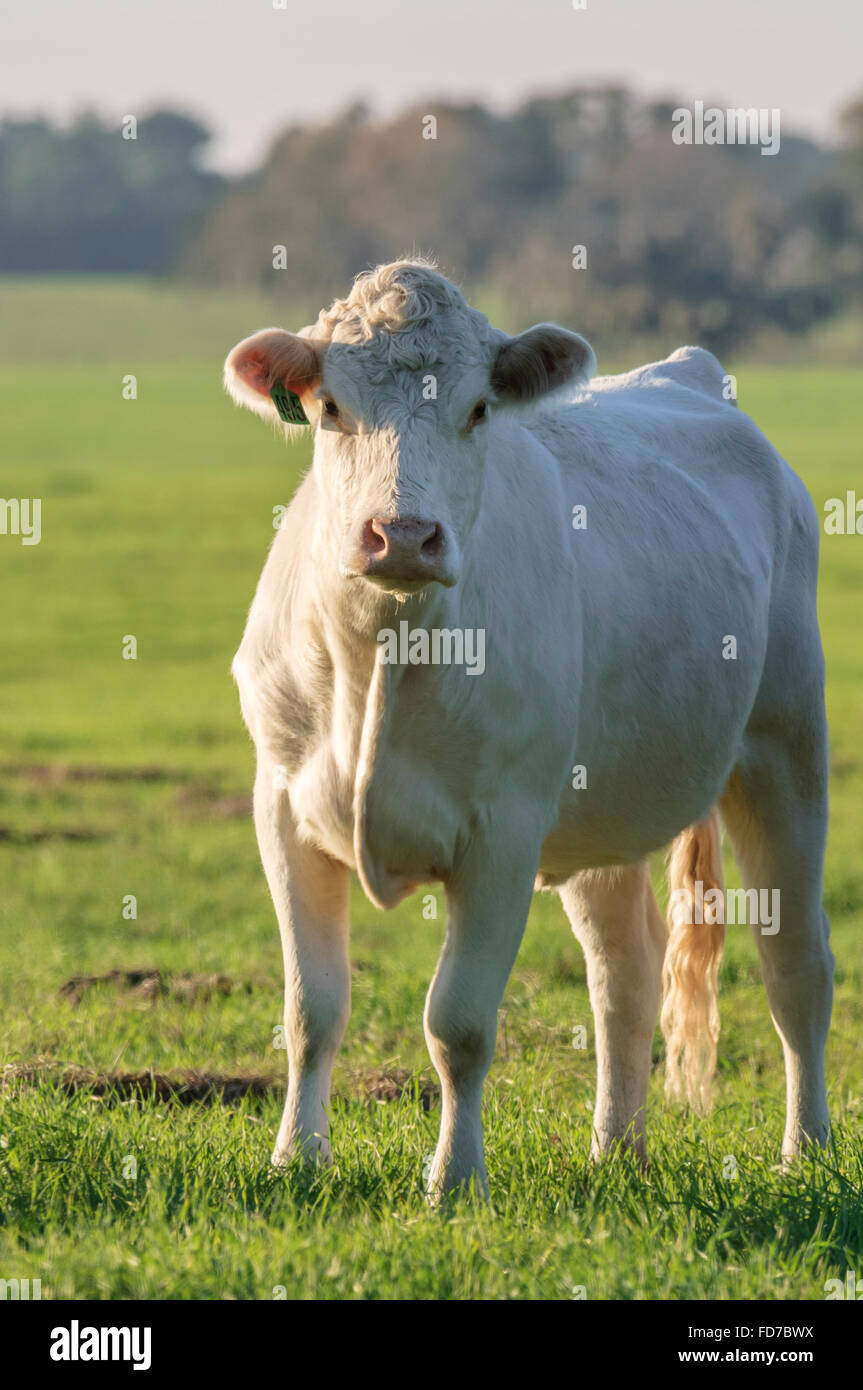 El ganado vacuno comercial Foto de stock