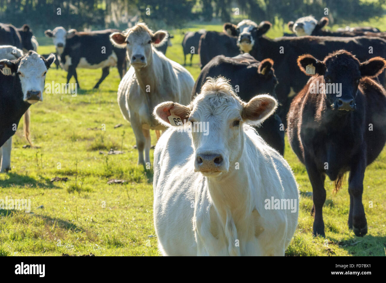 Comercial de ganado vacuno ganado en pastoreo de pasto Foto de stock
