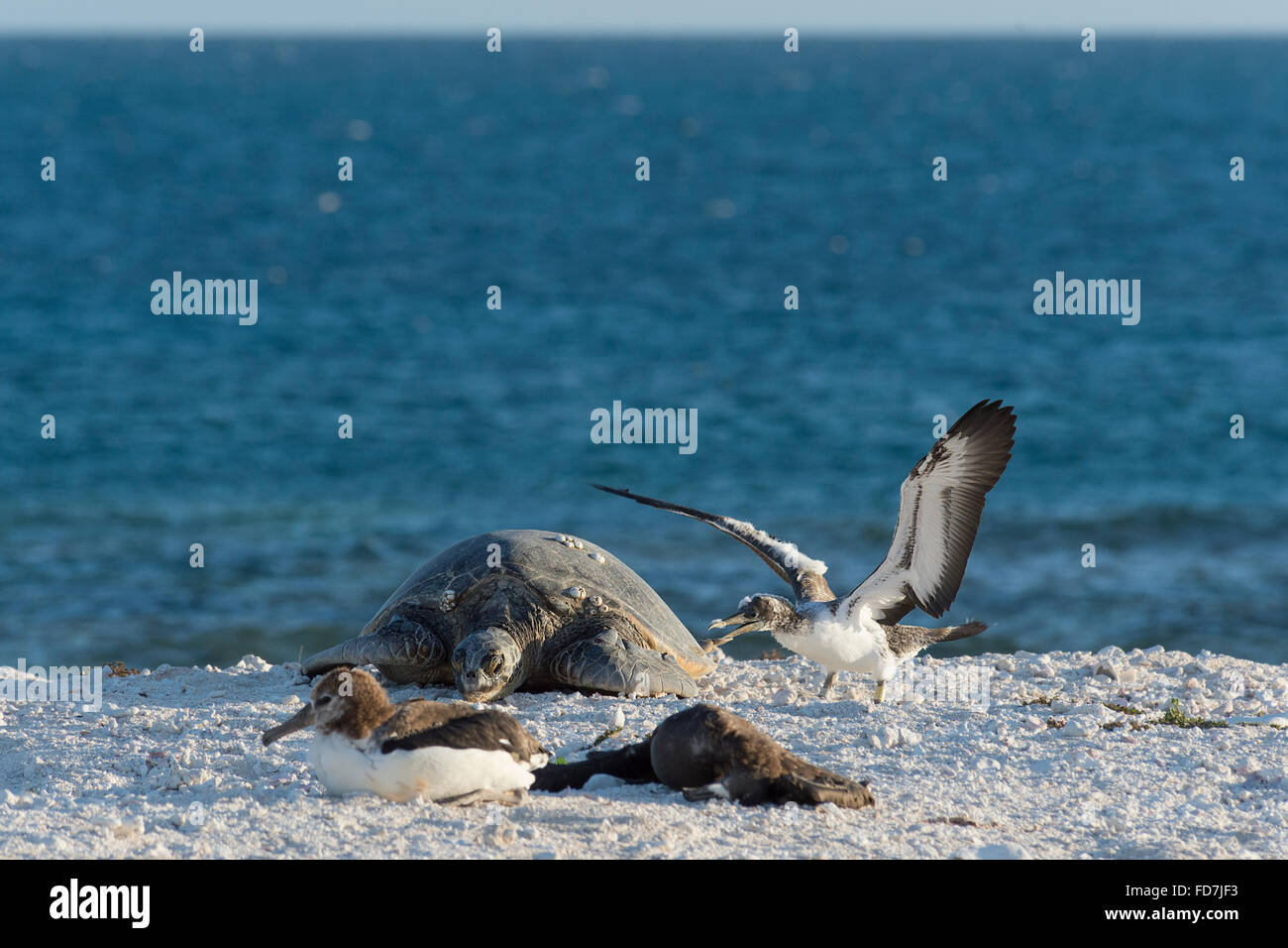 Una curiosa cabritos bobo castaño, Sula leucogaster, investiga una tortuga de mar verde, Chelonia mydas, la Fragata Francesa Shoals, Hawai Foto de stock