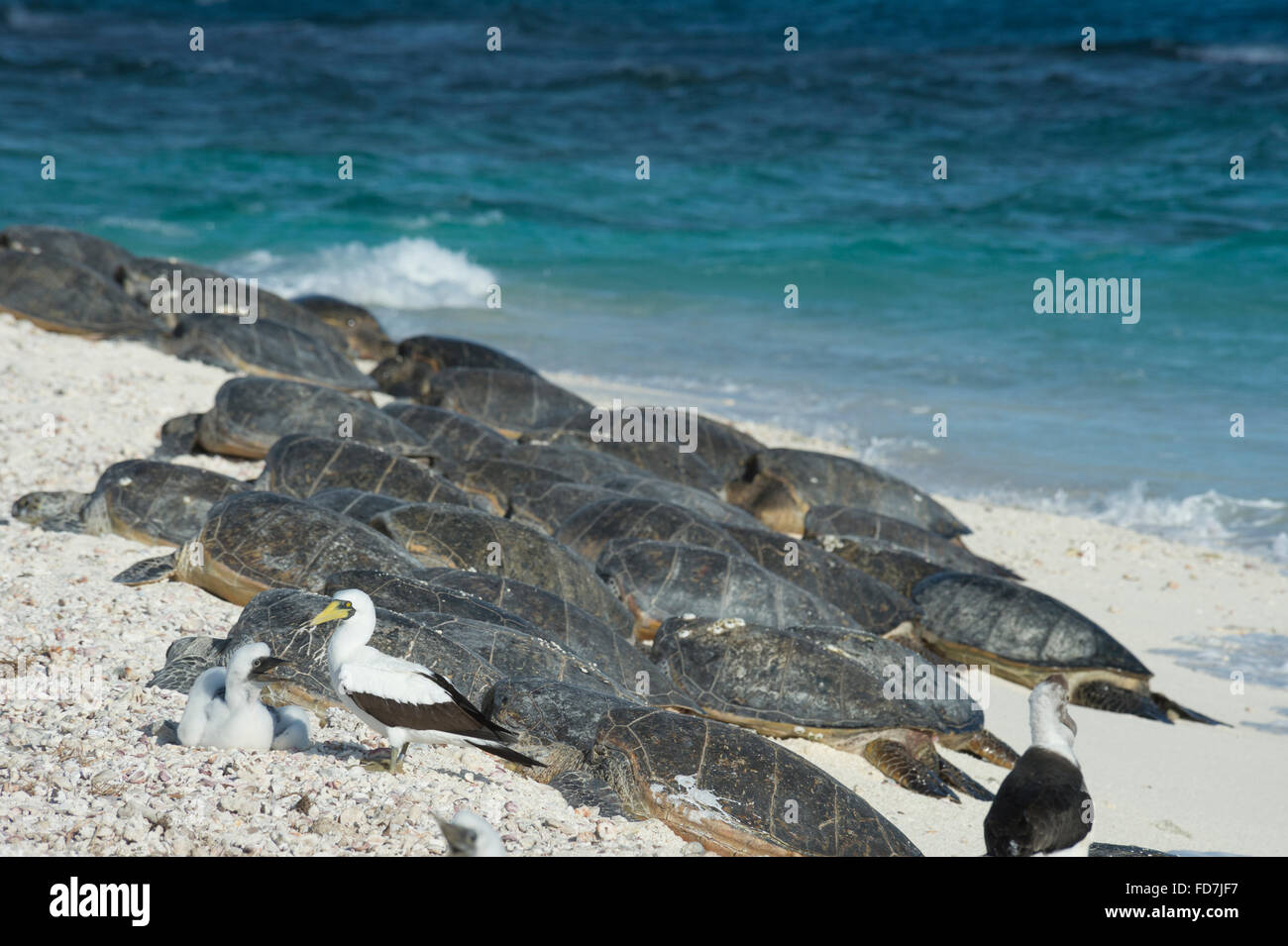 Los piqueros enmascarados y tortugas marinas verdes, Chelonia mydas, tomar sol en la playa, una fragata francesa Shoals, en las Islas Hawaianas del Noroeste Foto de stock