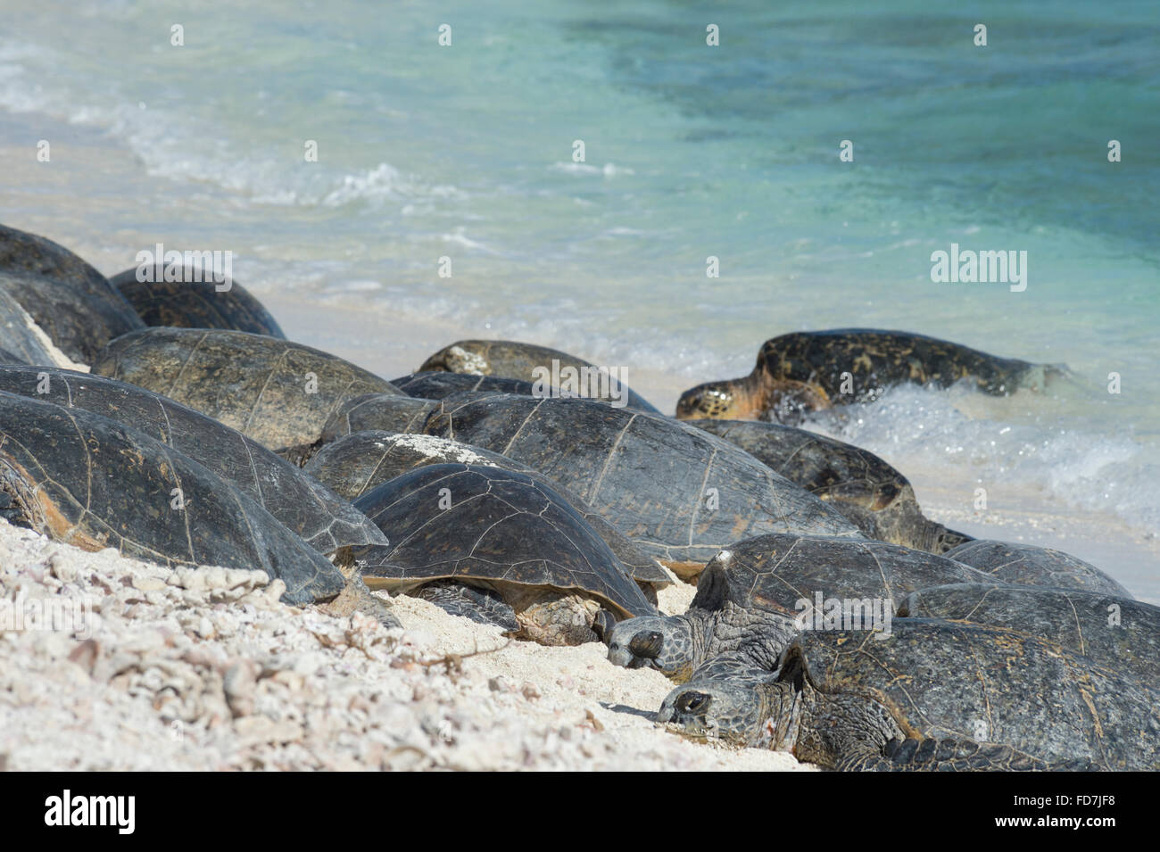 Tortugas marinas verdes, especies amenazadas ( Chelonia mydas ), tomar sol en la playa, una fragata francesa Shoals, en las Islas Hawaianas del Noroeste Foto de stock