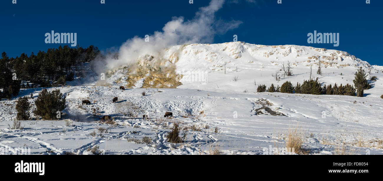 Bisontes pastan en invierno, la nieve delante de vapor terraza travertino en Mammoth Hot Springs. El Parque Nacional Yellowstone, Wyoming, Estados Unidos. Foto de stock