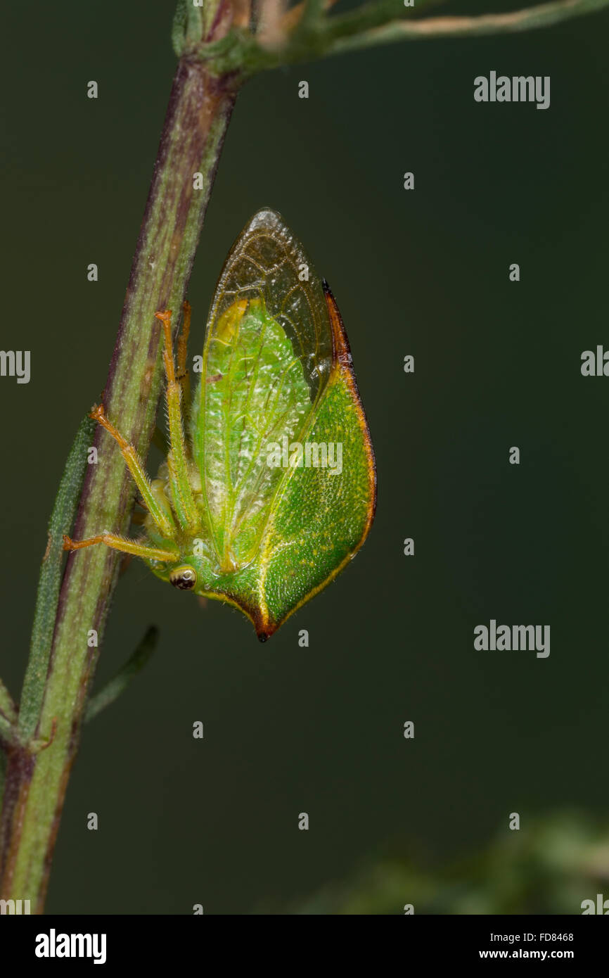 Büffelzirpe, Büffelzikade, Amerikanische Büffelzikade, Stictocephala bisonia, Ceresa bisonia, búfalo, cérèse treehopper buffle, Foto de stock