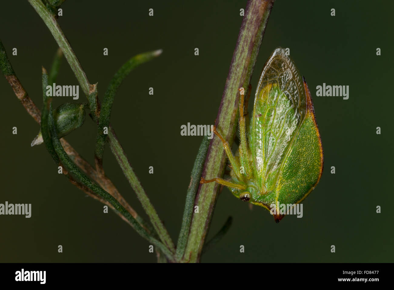 Büffelzirpe, Büffelzikade, Amerikanische Büffelzikade, Stictocephala bisonia, Ceresa bisonia, búfalo, cérèse treehopper buffle, Foto de stock