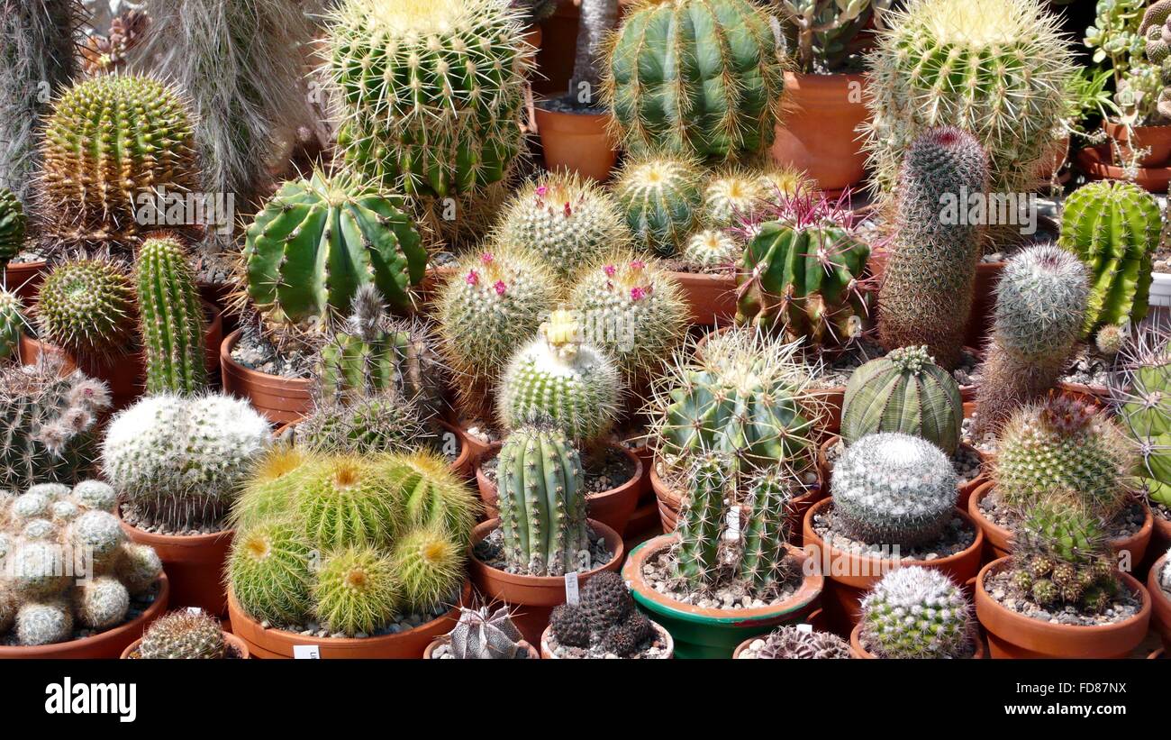 Varios Cactus planta en maceta Fotografía de stock - Alamy