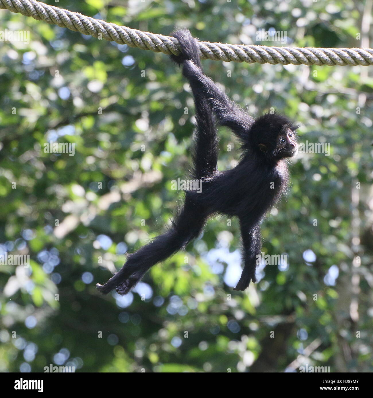 Menores de cabeza negra colombiana mono araña (Ateles fusciceps robustus) con cola prensil, pendiendo de una cuerda en un zoológico Foto de stock