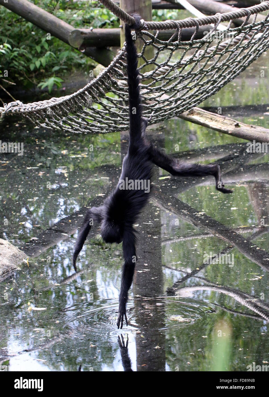 Cabeza negra colombiana mono araña (Ateles fusciceps robustus) usando su cola prensil para recoger agua en un Zoo holandés Foto de stock