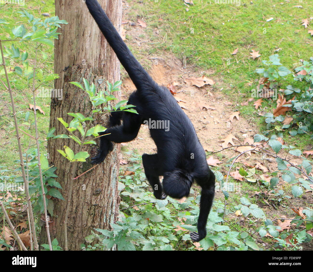 Cabeza negra colombiana mono araña (Ateles fusciceps robustus) colgando de un árbol suspendido usando su cola prensil Foto de stock