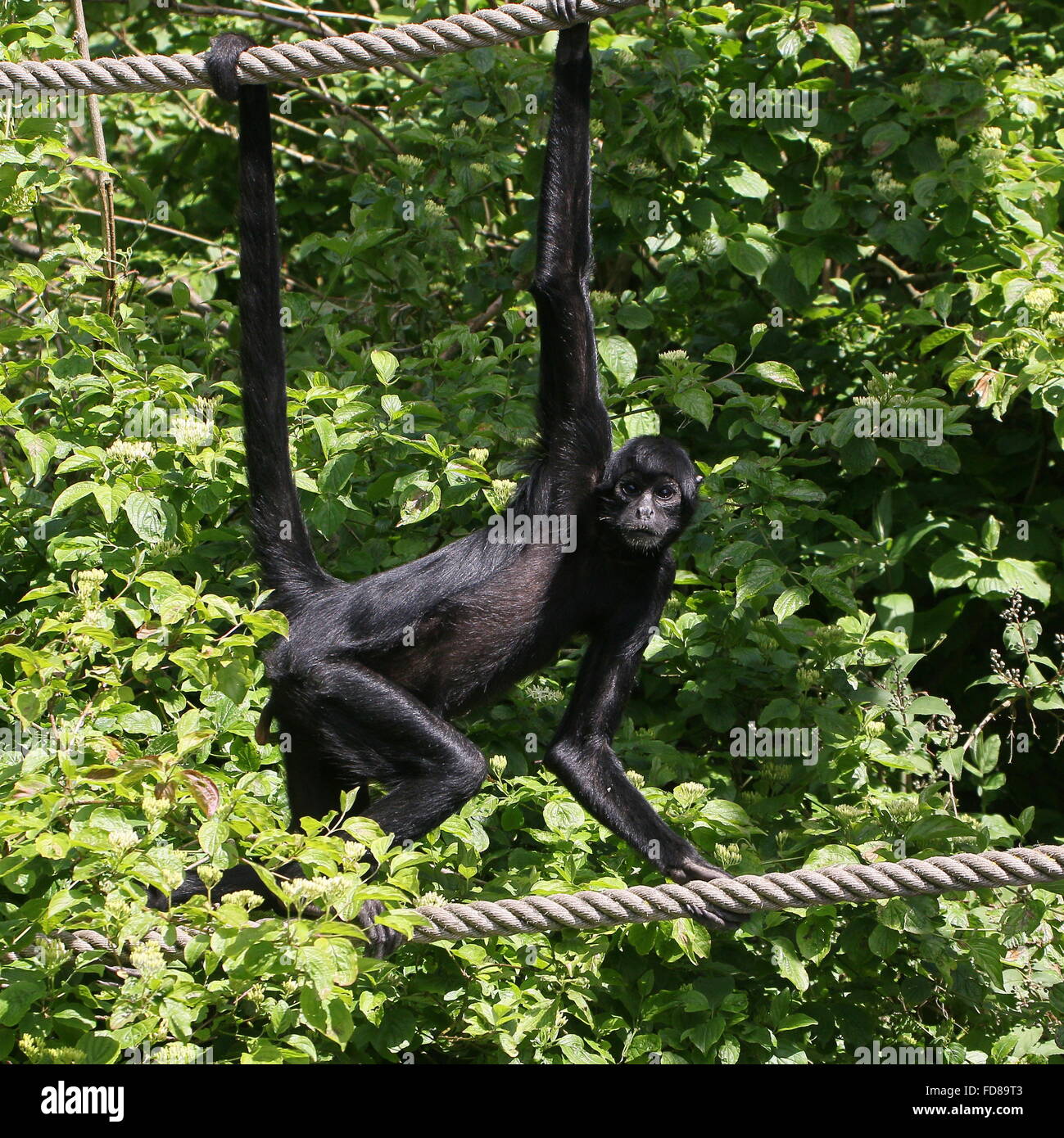 Cabeza negra colombiana mono araña (Ateles fusciceps robustus) colgando de las cuerdas por su cola prensil en un Zoo holandés Foto de stock