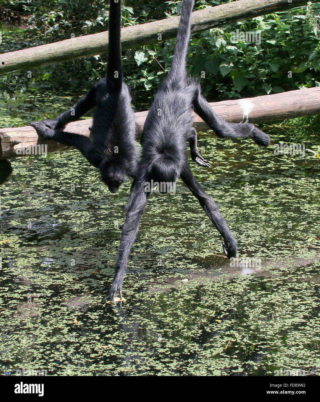 Cabeza negra colombiana mono araña (Ateles fusciceps robustus) utilizando sus colas prensiles para recoger los alimentos en un Zoo holandés Foto de stock