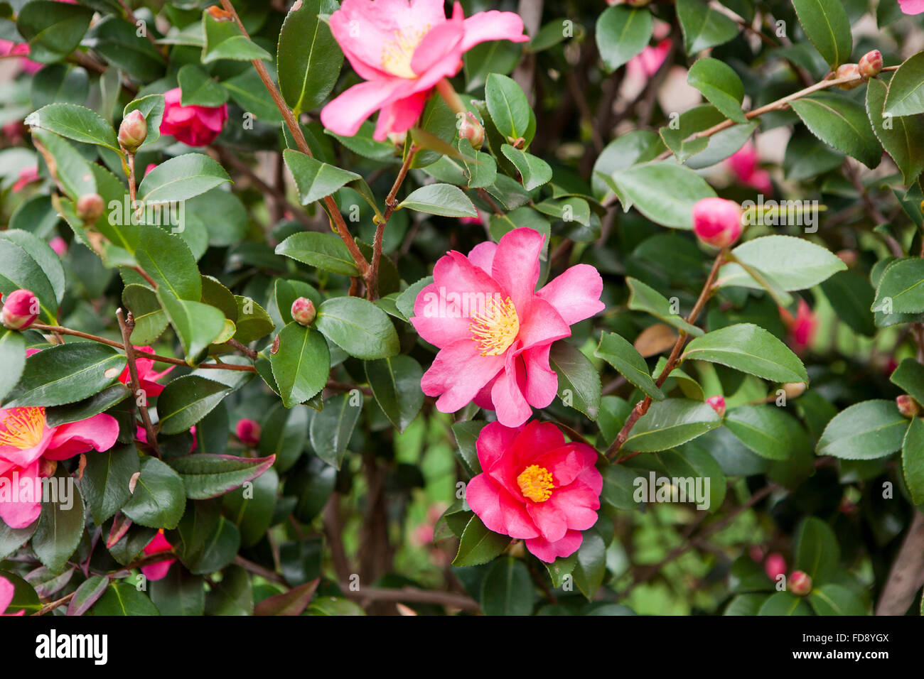 Sasanqua camelia (Camellia sasanqua) flor - EE.UU. Foto de stock