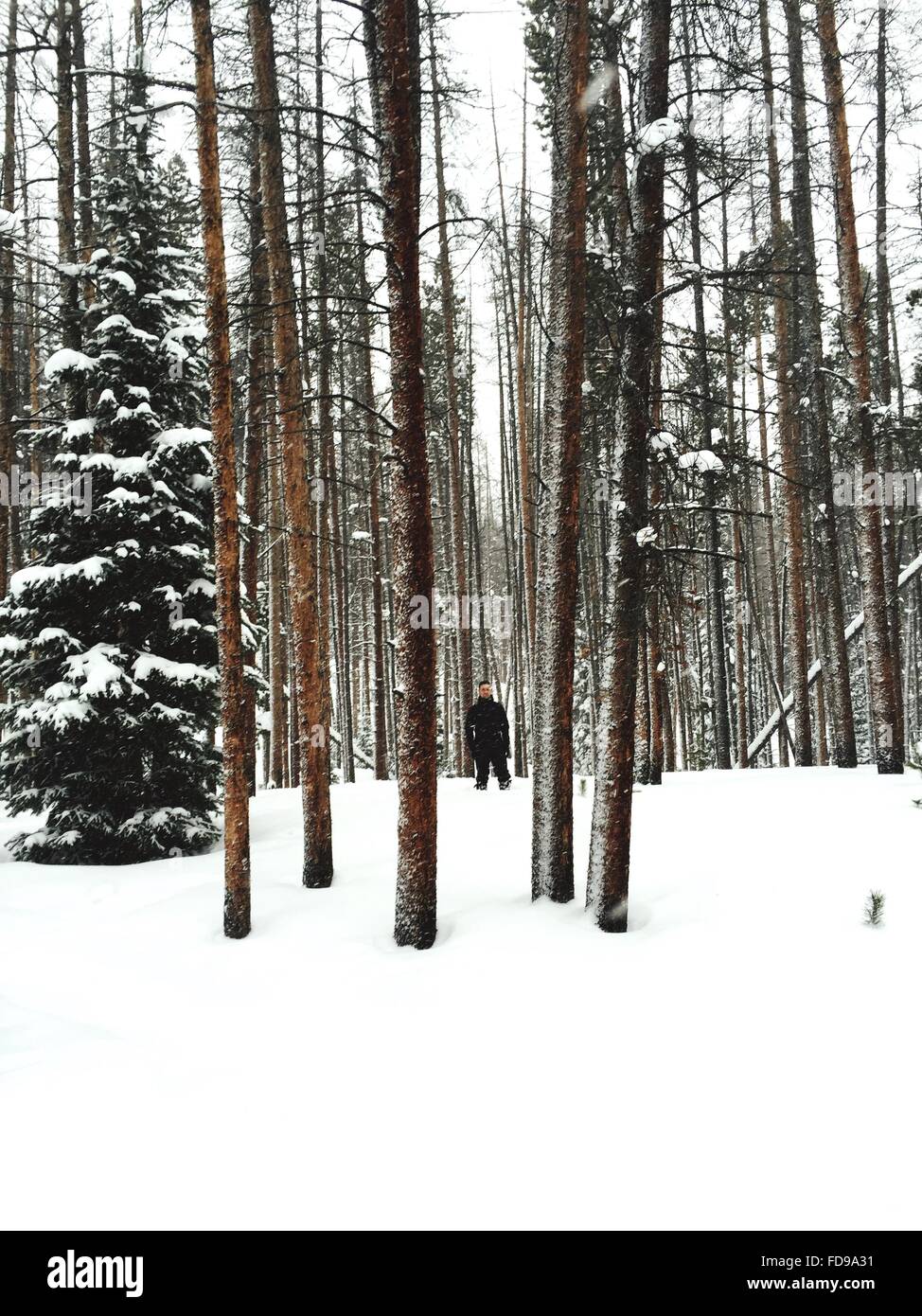 El hombre en el bosque, el invierno Foto de stock