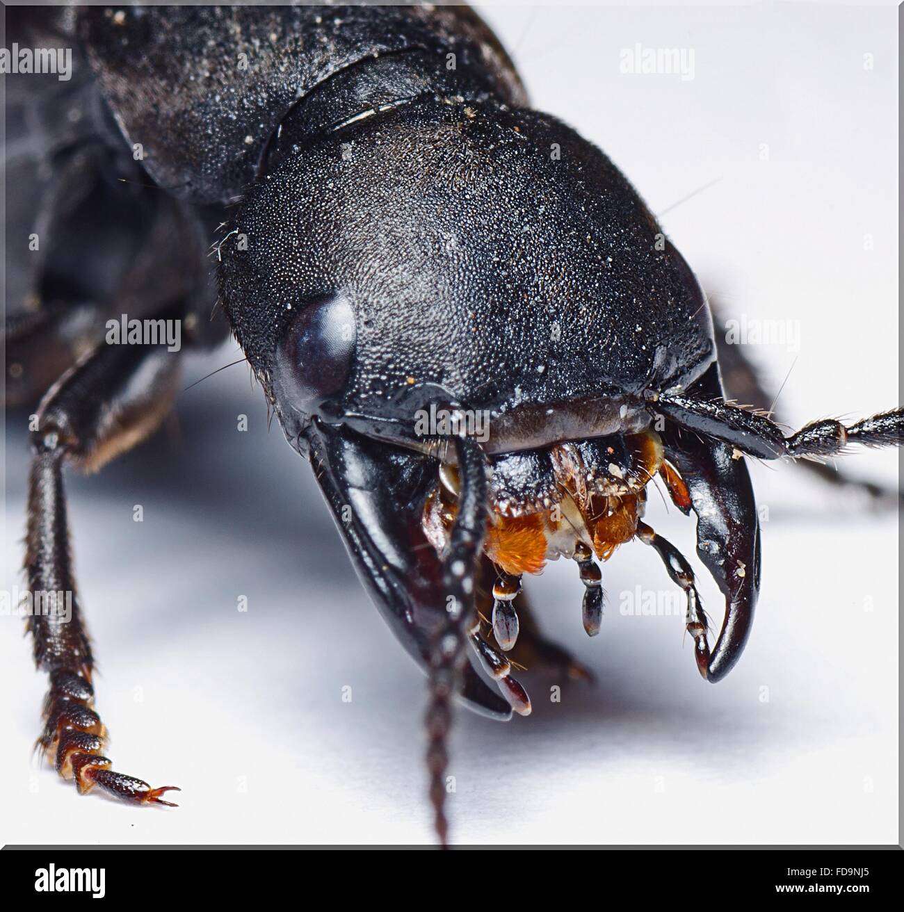 Un alto ángulo de visualización del insecto negro sobre blanco Tabla Foto de stock
