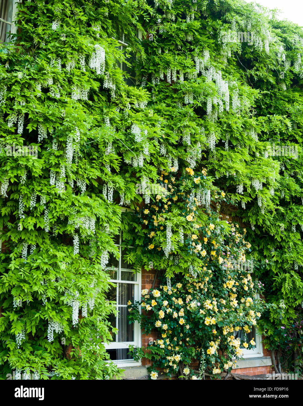 Fachada de un edificio del siglo XIX, de Gloucestershire Country House a principios de verano, exuberante cubierto con glicinas y rosas trepadoras Foto de stock