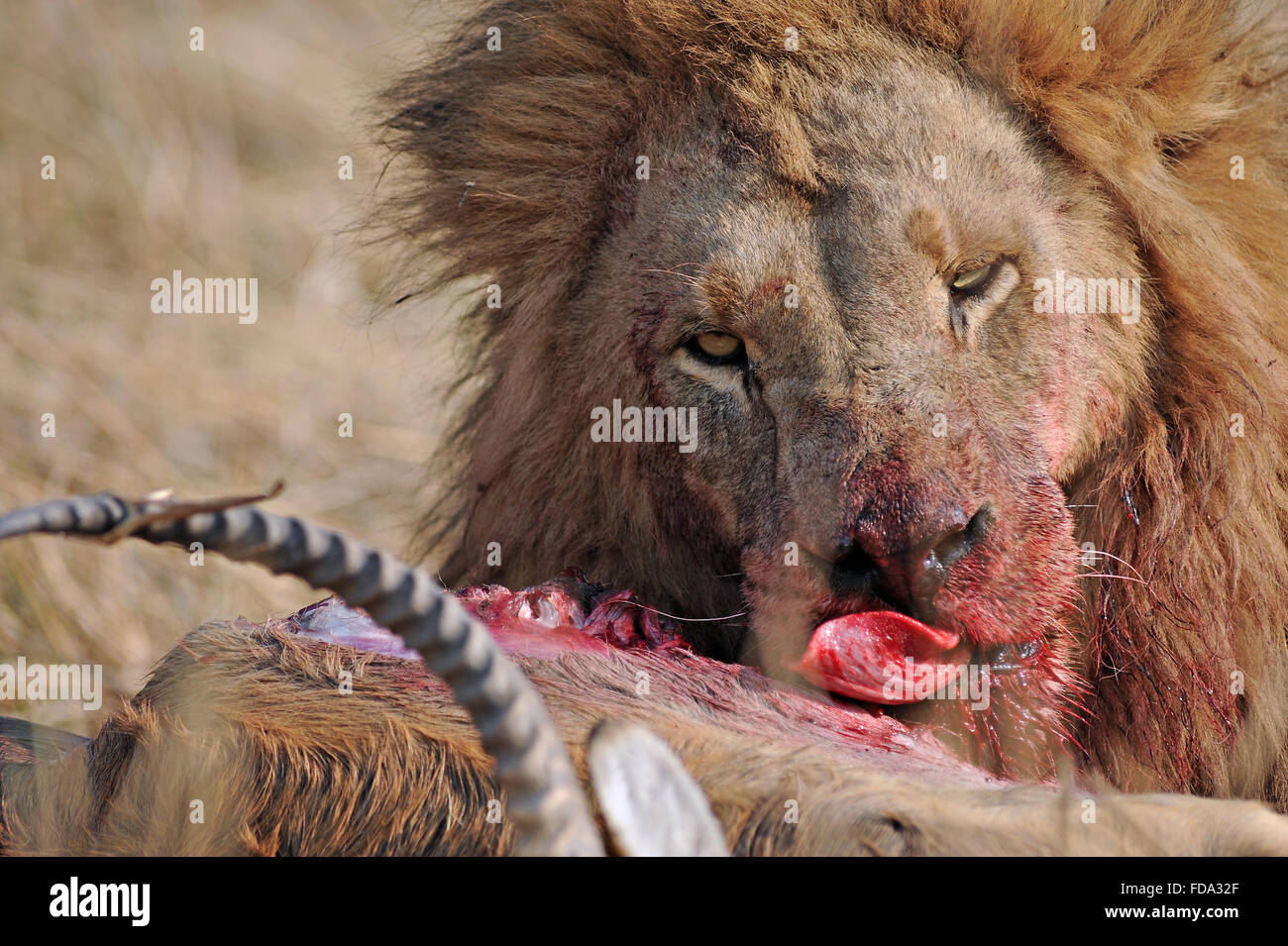 Retrato de un macho de león (Panthera leo) con lechwe rojos frescos matar en Moremi Parque Nacional (zona Khwai), Botswana Foto de stock