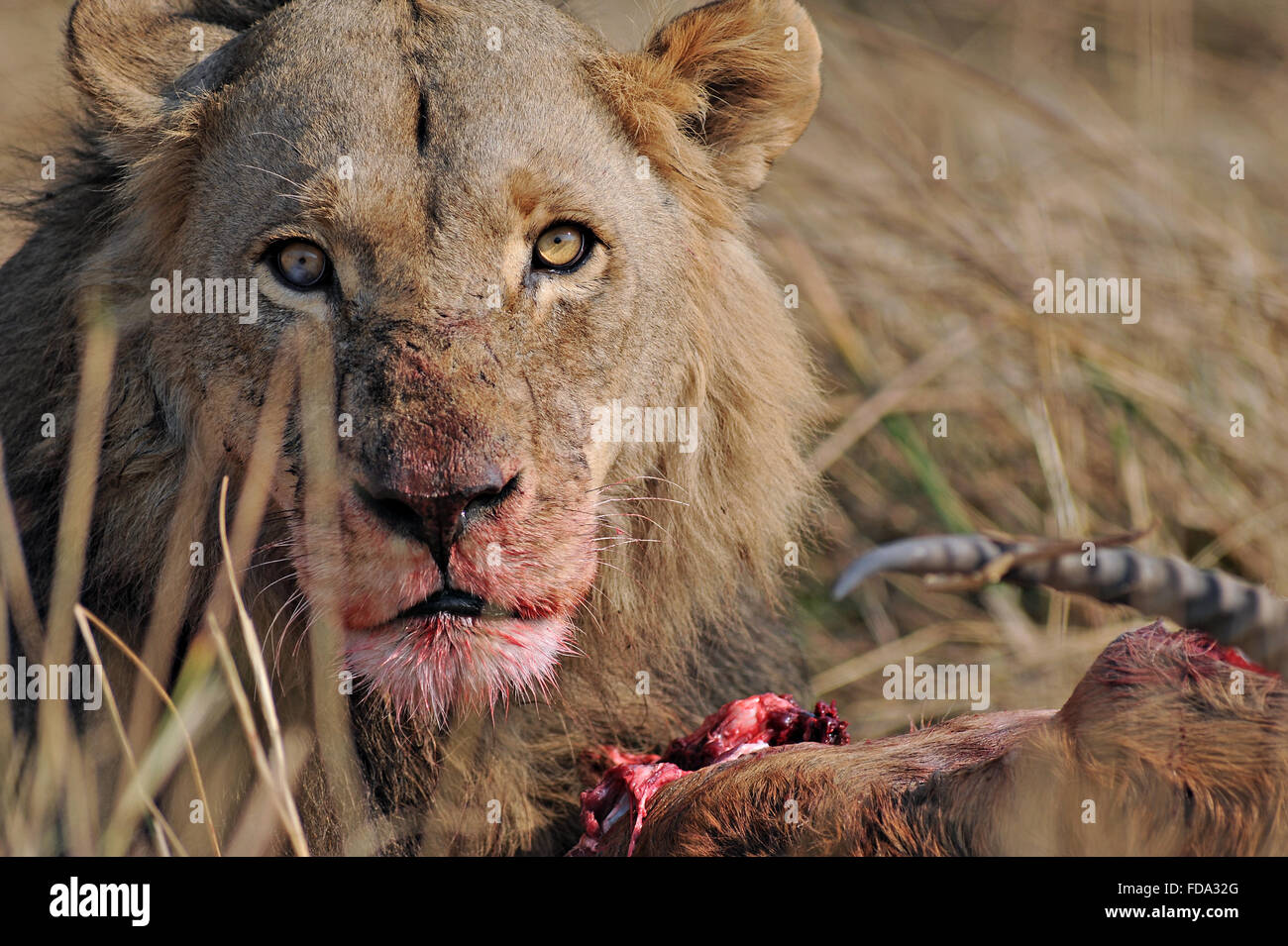 Retrato de un macho de león (Panthera leo) con lechwe rojos frescos matar en Moremi Parque Nacional (zona Khwai), Botswana Foto de stock