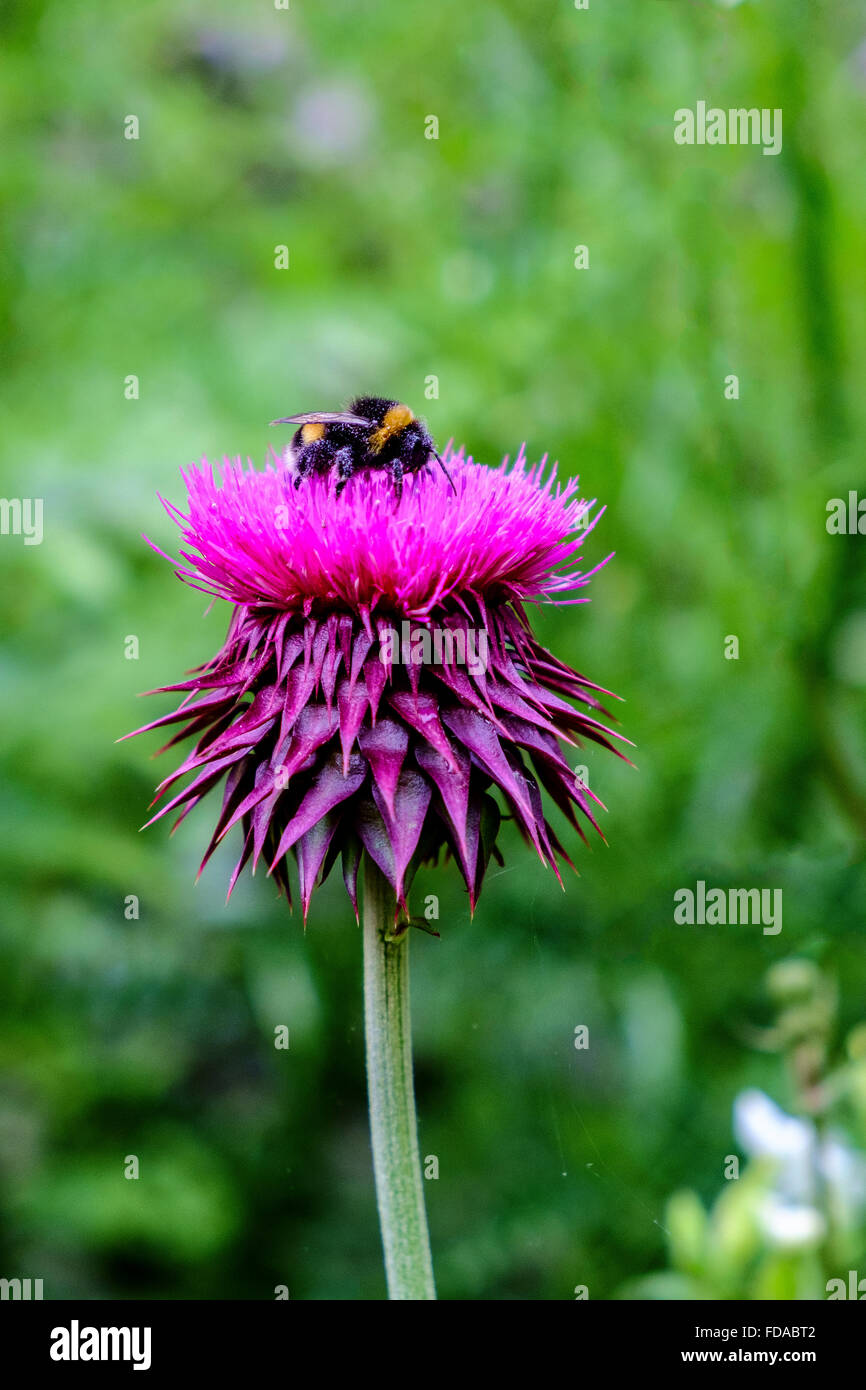 Thistle Asteraceae flor bombus bumblebee uk Foto de stock