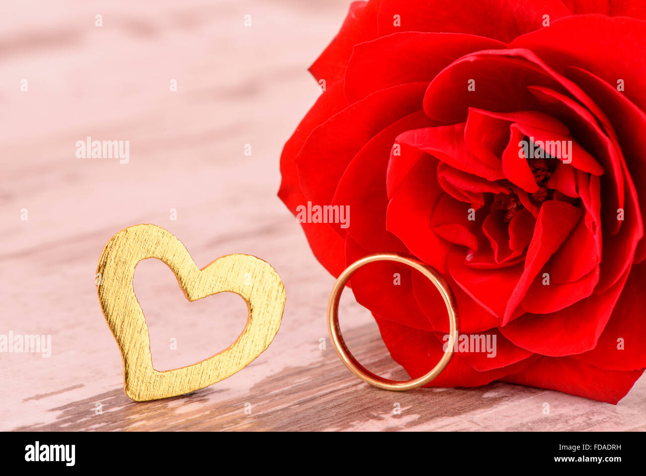 Rosa roja en el amor, para celebrar el Día de San Valentín, cumpleaños y el día de la madre Foto de stock
