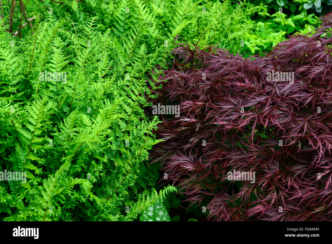 Acer palmatum dissectum dryopteris púrpura combinación de follaje verde deja de contraste contrastando plantación Floral RM Foto de stock