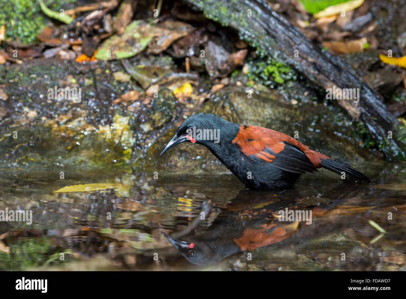 Nueva Zelandia, Marlborough Sounds, Motuara Island aka Motu Ara. Libres de predadores reserva de aves de la isla. Macho saddleback del sur de la isla. Foto de stock