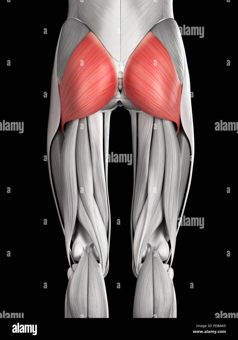 Los glúteos / glúteo mayor - Anatomía músculos Fotografía de stock - Alamy