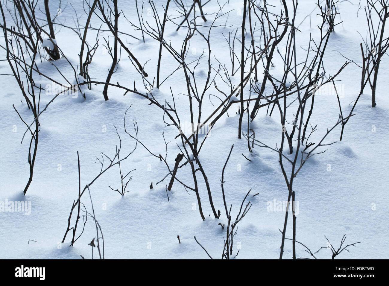 Resumen Antecedentes cubiertos de nieve, tierra closeup día de invierno Foto de stock