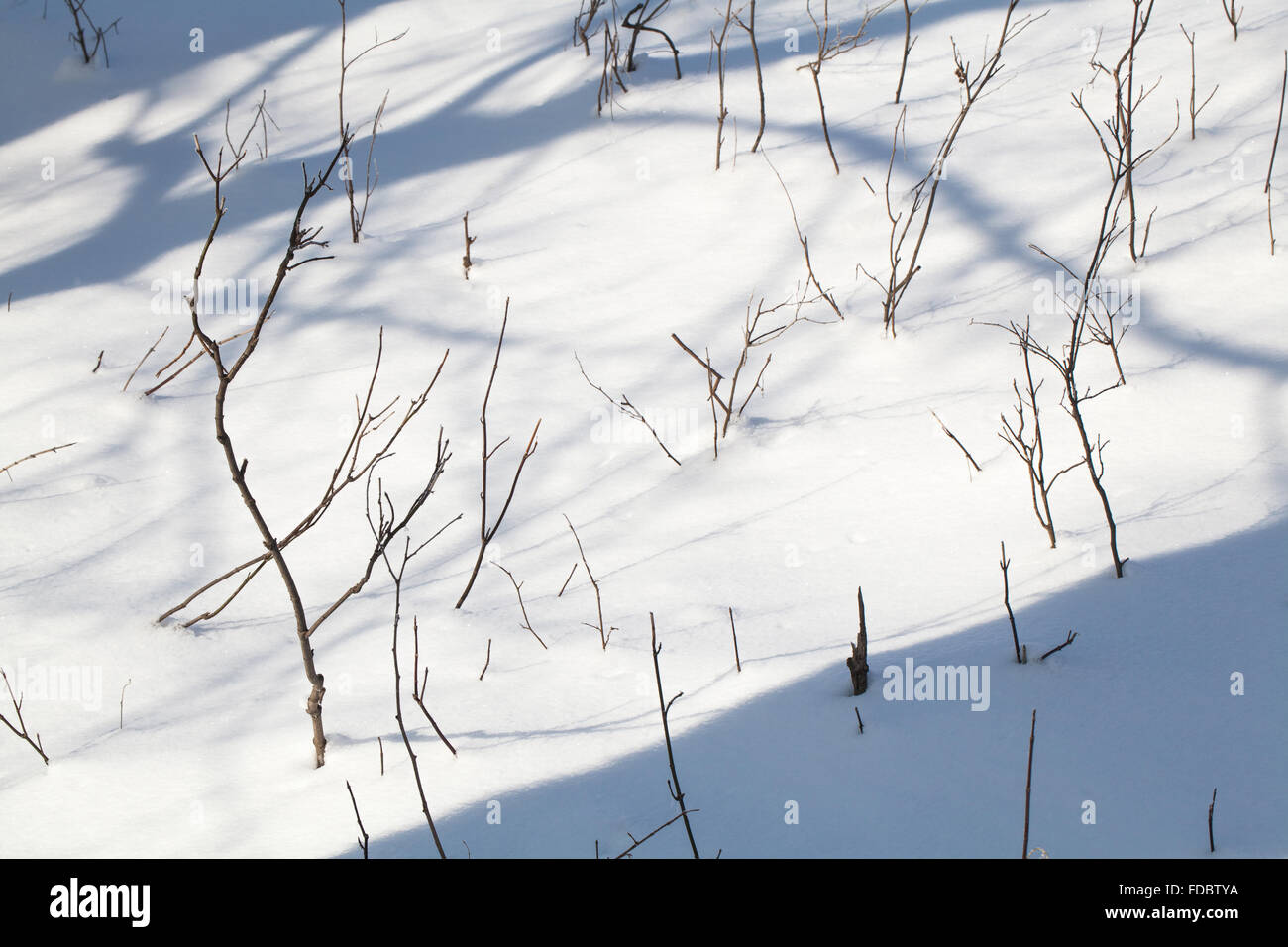 Resumen Antecedentes cubiertos de nieve, tierra closeup día de invierno Foto de stock