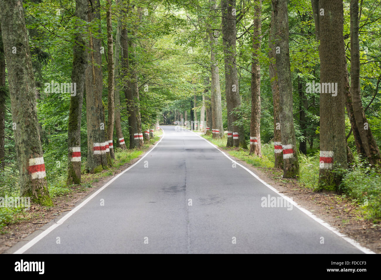 Camino a través del bosque en las montañas de mesa en Silesia con rojo y blanco en los árboles, marcadores de carretera Klodzko, Polonia Foto de stock