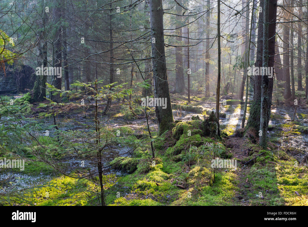 Sunbeam introducción pantanosa brumoso bosque de coníferas mañana con viejos abetos y pinos,el bosque de Bialowieza, Polonia,Europa Foto de stock