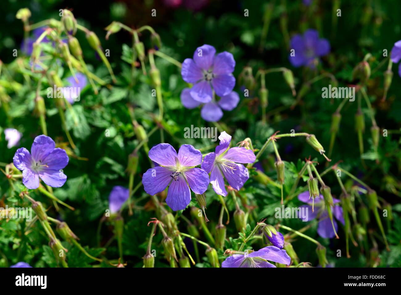 Geranium himalayense gravetye azul flores flores flores perennes geranios Floral RM Foto de stock