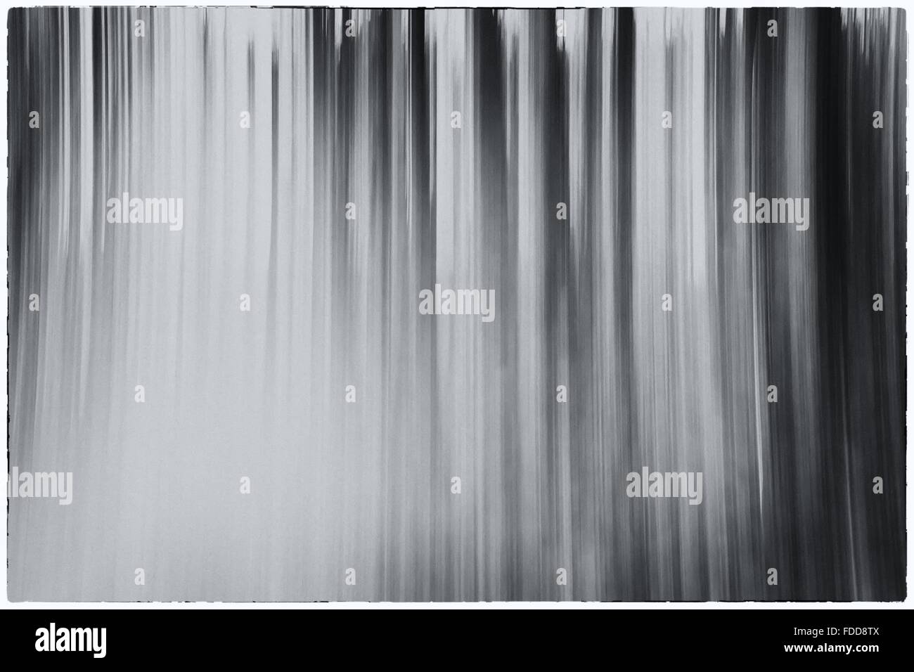 Una foto en blanco y negro conceptual utilizando una velocidad de obturación lenta de árboles en un bosque mostrando hojas con un contraste filtro vintage Foto de stock