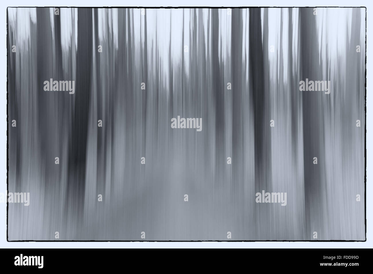 Un resumen fotográfico conceptual utilizando una velocidad de obturación lenta de árboles en un bosque mostrando hojas y árboles Foto de stock