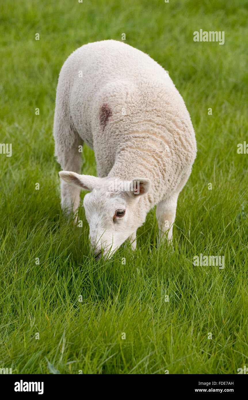 En primavera, una joven, blancas ovejas (Cordero) de pie en un campo en North Yorkshire, Inglaterra, mastica suavemente el exuberante césped verde. Foto de stock