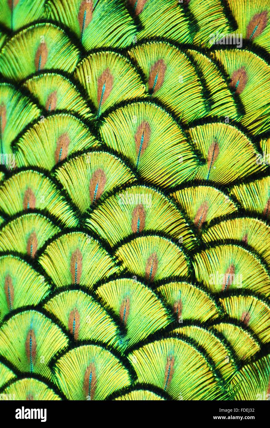 Plumas de pájaro verde desde un pavo real Foto de stock