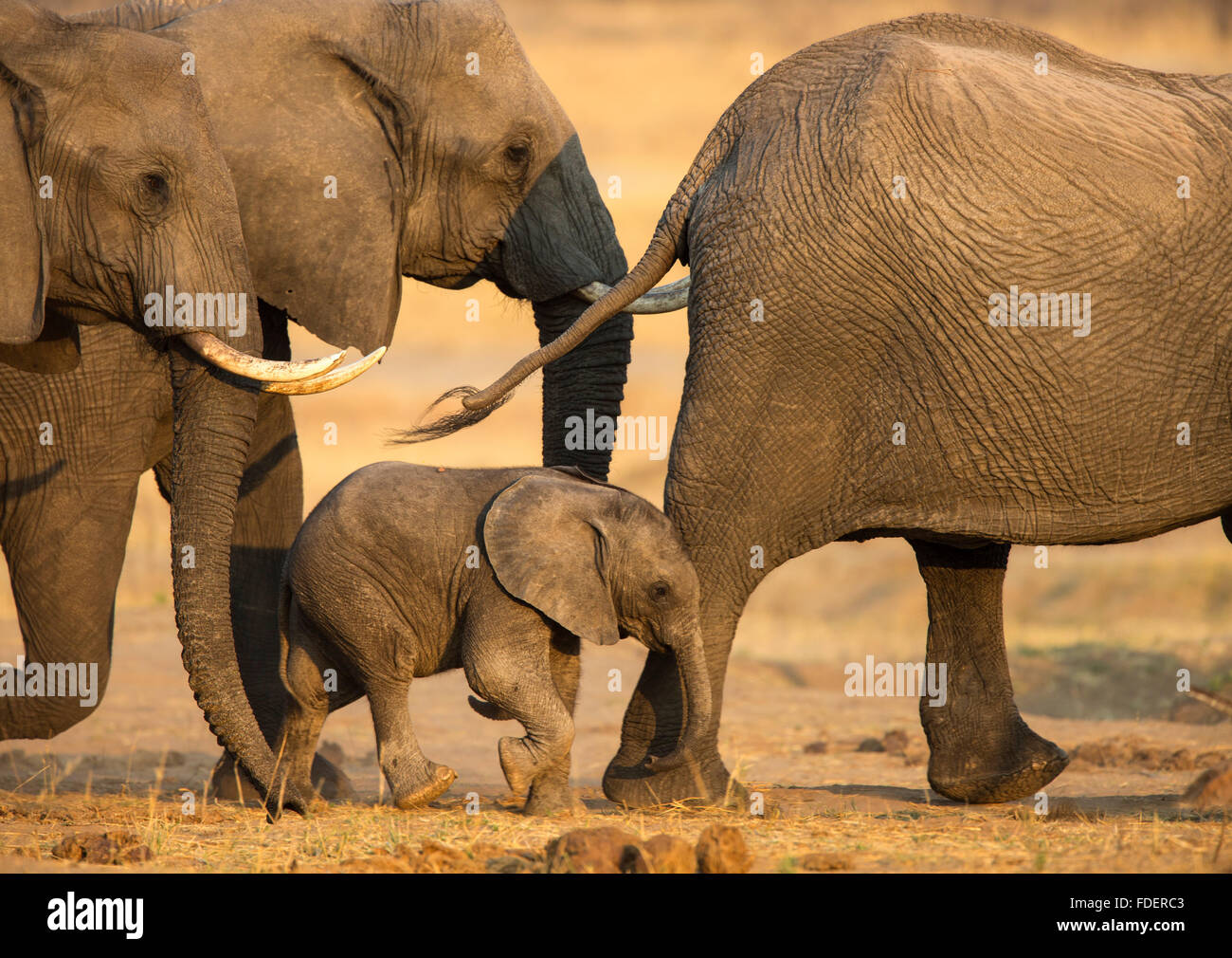 Colas de elefante fotografías e imágenes de alta resolución - Alamy