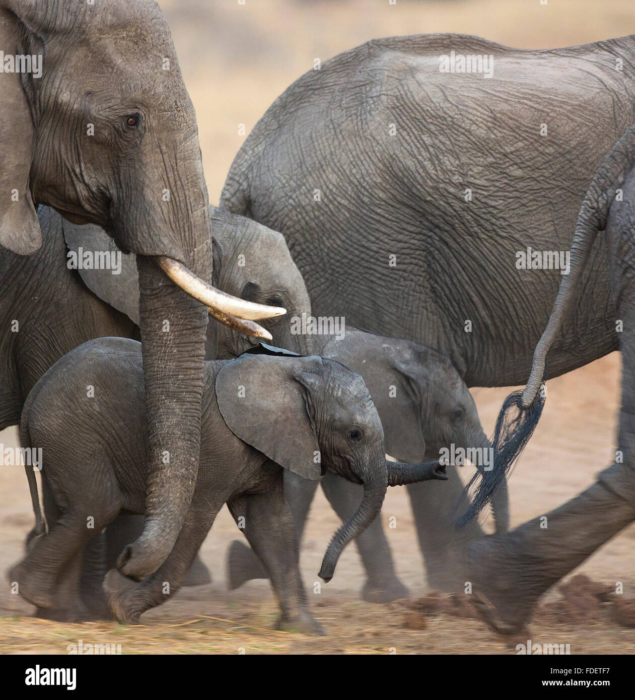Cerca de bebés elefantes caminando en medio de un rebaño de cría en movimiento, Foto de stock