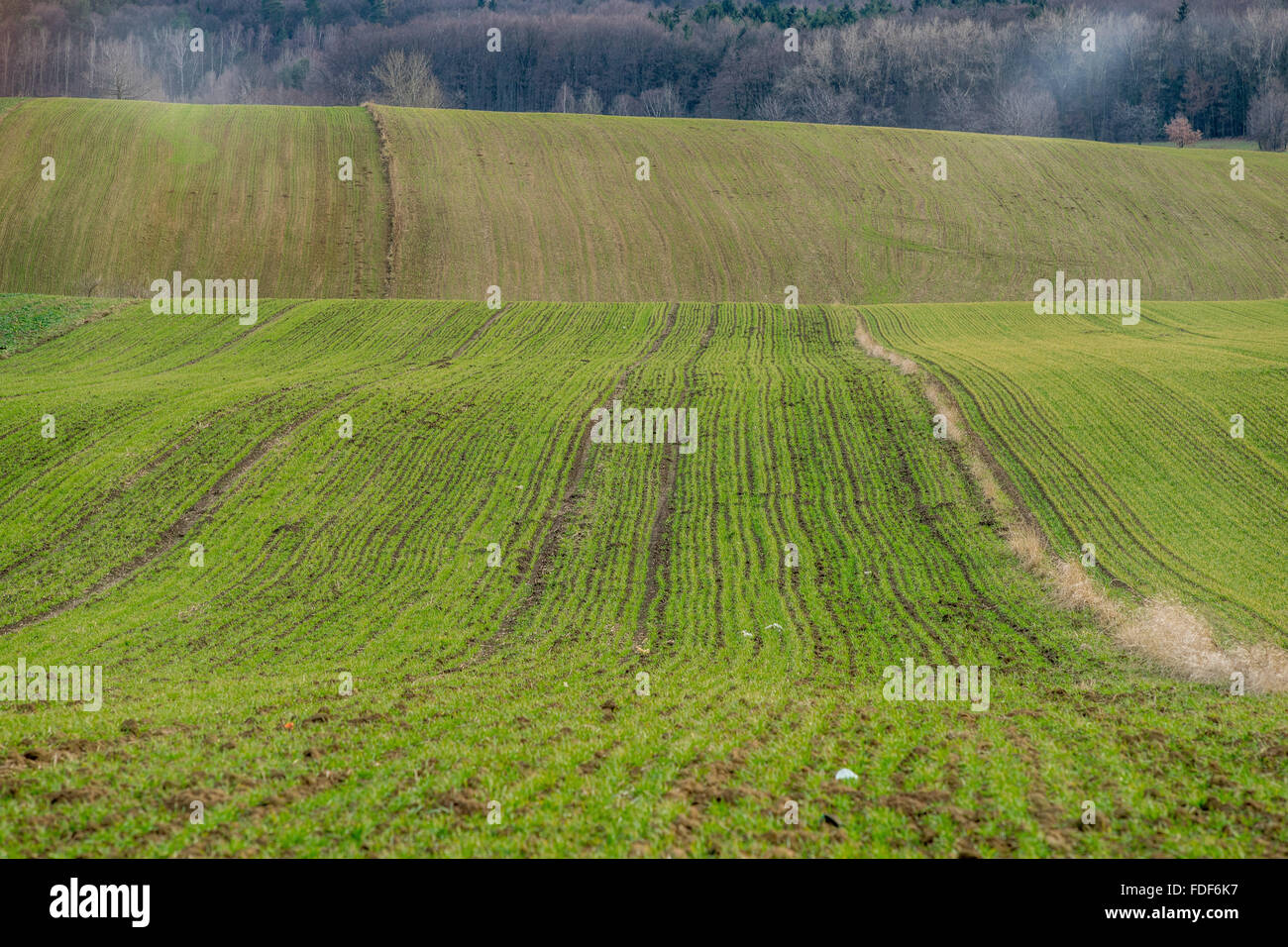 Ondulantes campos de trigo de invierno cerca de la aldea de Nervudo Silesia Baja Foto de stock