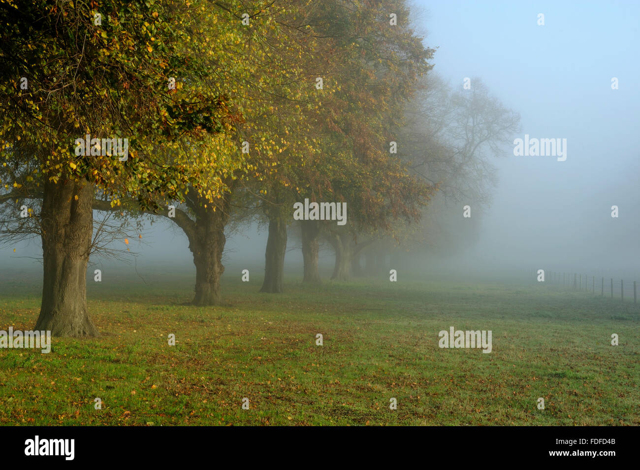 Línea de tilos (Tiliaceae vulgaris) en la niebla de la mañana, en Woolverstone Shotley en la península, cerca de Ipswich, Suffolk, Nov 20 Foto de stock