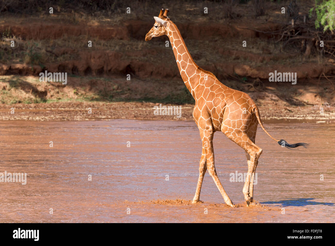 Jirafa reticulada (Giraffa camelopardalis reticulata) cruzando el río, Reserva Nacional de Samburu, Kenia Foto de stock
